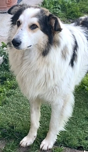 Wunderschöner Collie-Mix Rüde