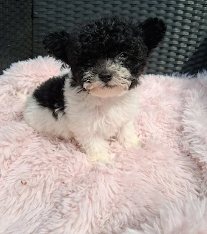 Tolle Maltipoo s 