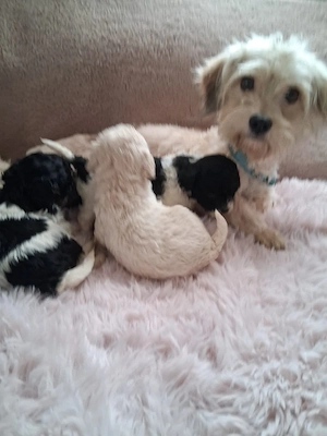 Tolle Maltipoo s 
