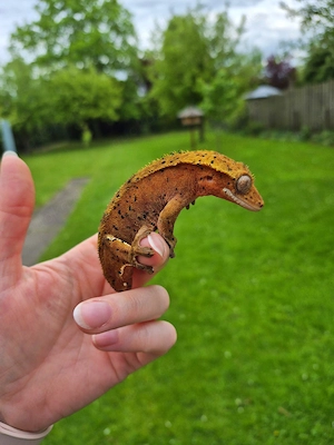 Kronengecko Weibchen Correlophus ciliatus Tricolor Harlequin 
