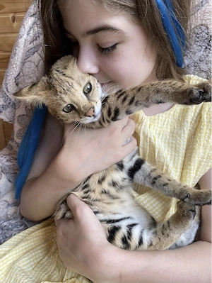 Gesunde Bengalkatzen der 4. Generation abzugeben.