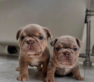 Französische Bulldoggenwelpen zu vermitteln