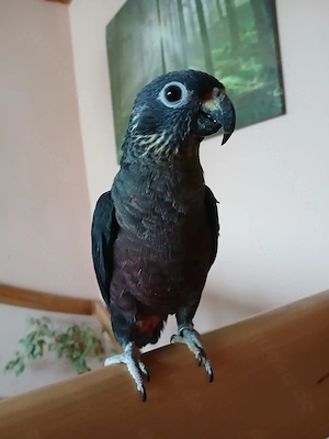 Veilchenpapagei Jerry sucht neues Zuhause.