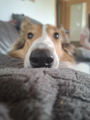 Suche amerikanischen Collie