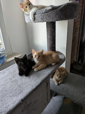 BKH Mix Kitten 