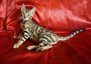 Super schöne Bengal-Kitten sofort Abgabebereit! NUR NOCH ein JUNGE! Große Rosetten! Bild 5