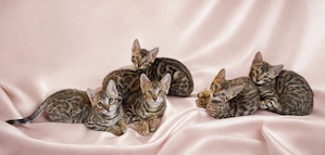 Super schöne Bengal-Kitten sofort Abgabebereit! NUR NOCH ein JUNGE! Große Rosetten! Bild 3