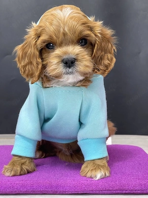 Cavapoo Welpen sucht neues Haus