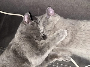BKH-Kater  Mauzi  &  Gizmo  suchen gemeinsam ein liebevolles Zuhause