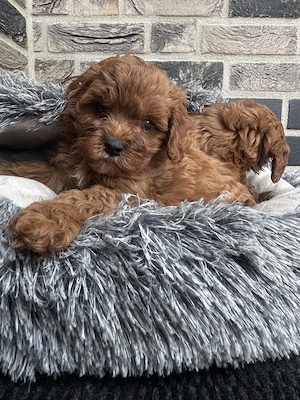 cavapoo Welpen suchen neues Haus
