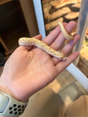 Hakennasennatter 0.1 Albino het. axanthic von 2024