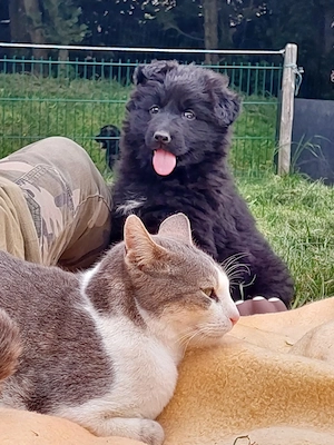 Altdeutsche Schäferhunde Welpen, Elterntiere HD ED-frei mit geradem Rücken