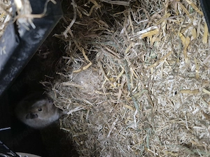 3  2 jahre alte degu männchen 