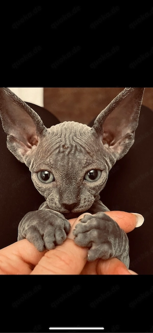 sphynx kitten noch zwei mädchen frei