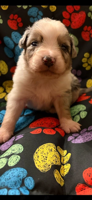 Zauberhafte Australian Sheperd Welpen 
