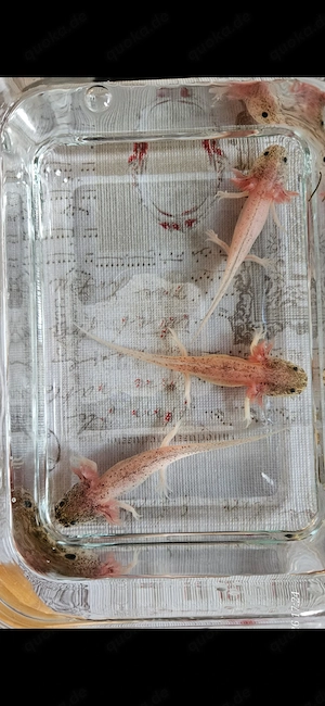 Harlekin Axolotl 