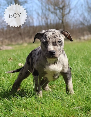 American Bully XL Welpen 