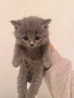 bkh kitten 