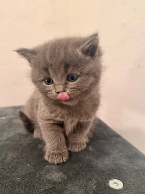 bkh kitten 