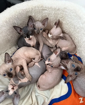   Exklusive Canadian-Sphynx-Kitten   Elegante Begleiter suchen ein außergewöhnliches Zuhause  