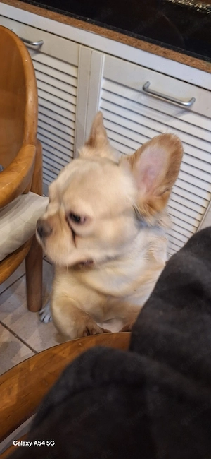 französische bulldogge fluffy 
