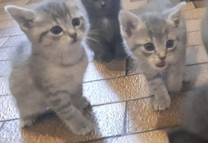 Noch 3 wundervolle Bkh in Blau Tabby Silver suchen 