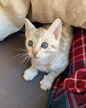 Atemberaubende Bengal Katze   seltener Leoparden-Look, liebevolles Wesen & hochintelligent
