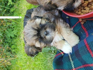 Reinrassige Shih Tzu Welpen