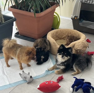 Pomeranian - Welpen 