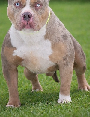 American Bully Standard Rüde, 3 Jahre