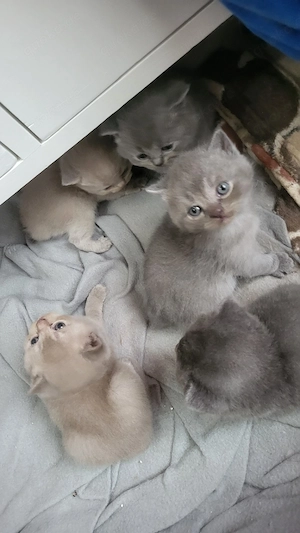 BKH katzenbaby
