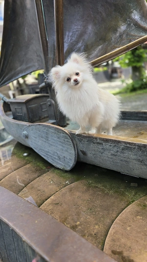 Pomeranian Zwergspitz