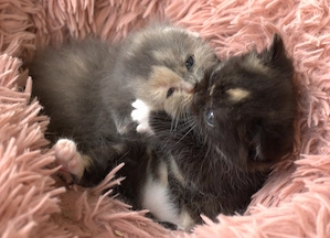 Zauberhafte BKH Katzenmädchen, mehrfarbig, suchen ein neues Zuhause 
