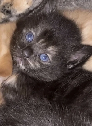 Schildpatt & Main coon mix  kitten 