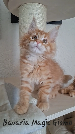 Maine coon 