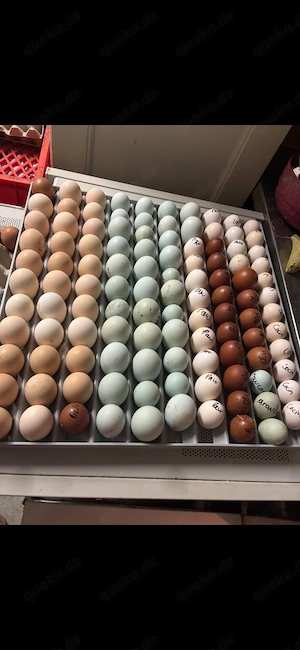 Marans Hühner, blau leger, buntleger Hennen