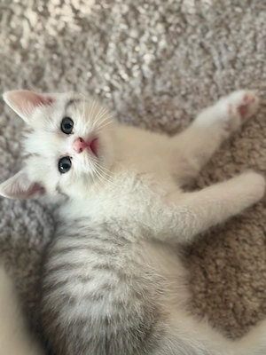 Wunderschöne Britisch Kurzhaar Kitten   Reservierung möglich (Abgabe ab 8 Wochen) 