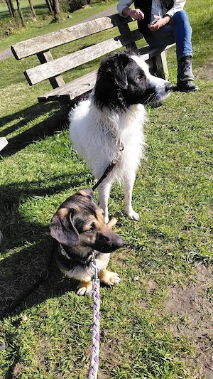 Dackelmix sucht Familie  Bild 3