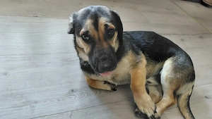 Dackelmix sucht Familie  Bild 2
