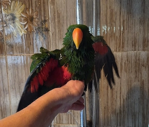 Molukken Edelpapagei Baby männlich zahm aus 25 Bild 3