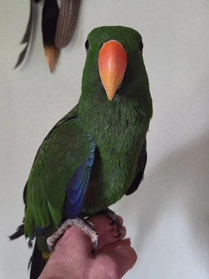 Molukken Edelpapagei Baby männlich zahm aus 25 Bild 4