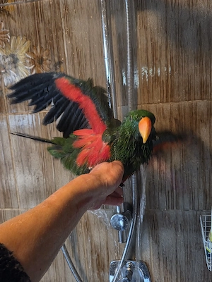 Molukken Edelpapagei Baby männlich zahm aus 25 Bild 5