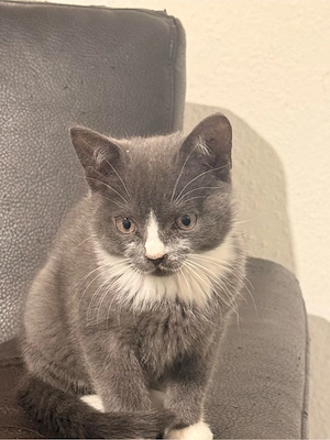 Wunderschöne BKH mix Kitten abzugeben Bild 6