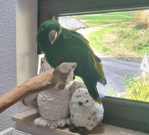 Molukken Edelpapagei Baby männlich zahm aus 25 Bild 7