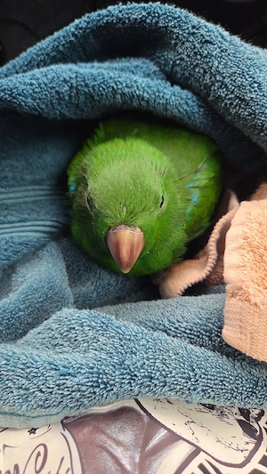 Molukken Edelpapagei Baby männlich zahm aus 25 Bild 9