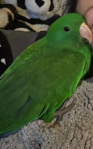 Molukken Edelpapagei Baby männlich zahm aus 25 Bild 8