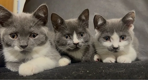 Wunderschöne BKH mix Kitten abzugeben Bild 5