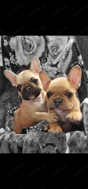 Französische Bulldogg Welpen
