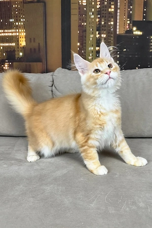 Süßes Maine-Coon-Kätzchen (5 Monate alt) sucht ein liebevolles Zuhause. Ein rot-silber getigerter Ma
