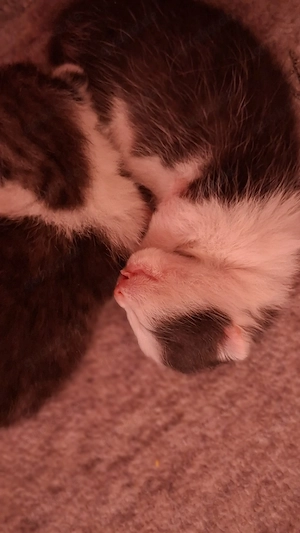 2 kleine Katerchen sind geboren. Ab dem 4.7.26 abzugeben.  